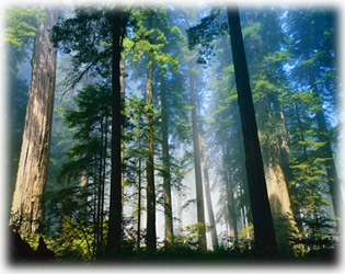 Timber Machinery Provider Company