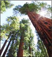 Timber Machinery